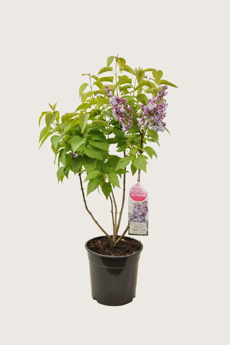 Liila syreeni 100cm Tuuhea | Plantinavia