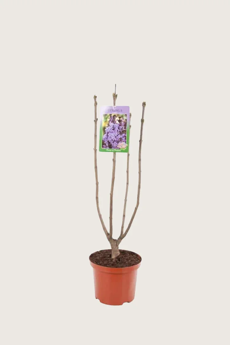 Liila syreeni 80cm Tuuhea | Plantinavia