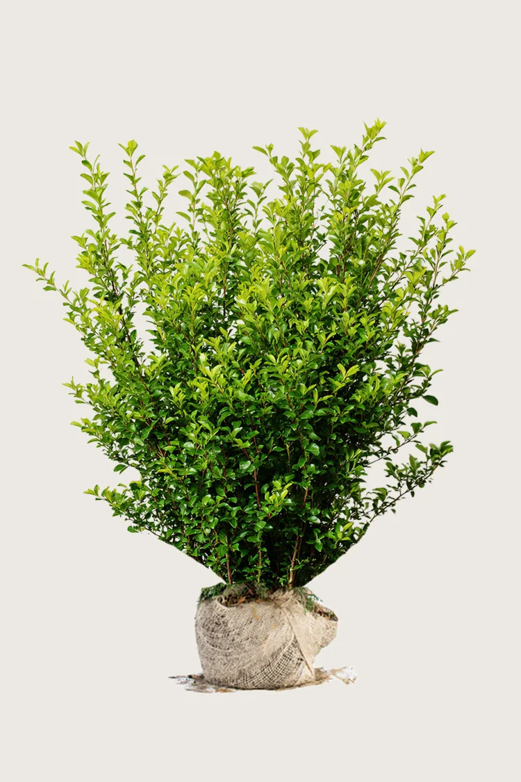 Likusteri Liga 300cm Hyvin tuuhea | Plantinavia