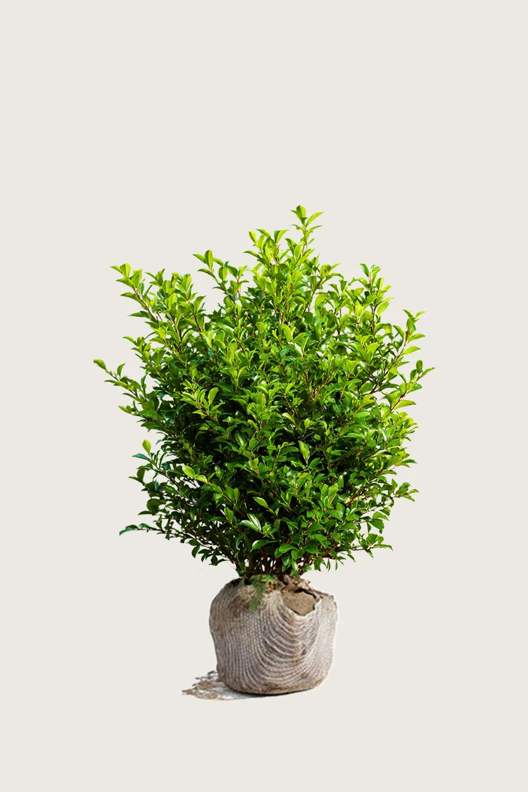 Likusteri Liga 80cm Hyvin tuuhea | Plantinavia
