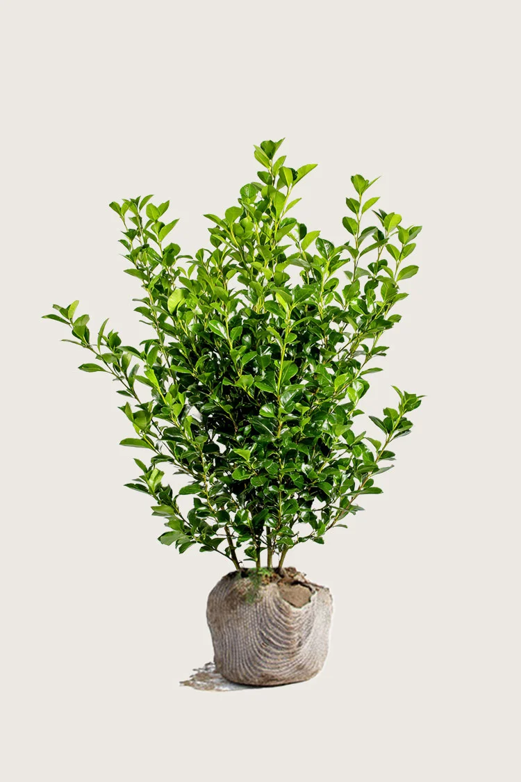 Likusteri Liga 125cm Tuuhea | Plantinavia