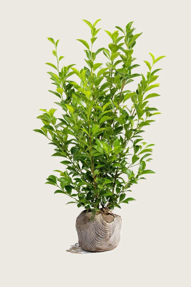 Likusteri Liga 250cm Tuuhea | Plantinavia