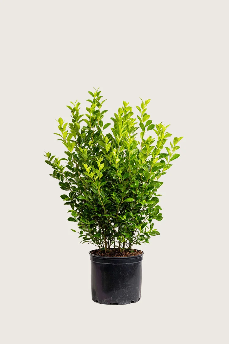 Likusteri Liga 80cm Hyvin tuuhea | Plantinavia