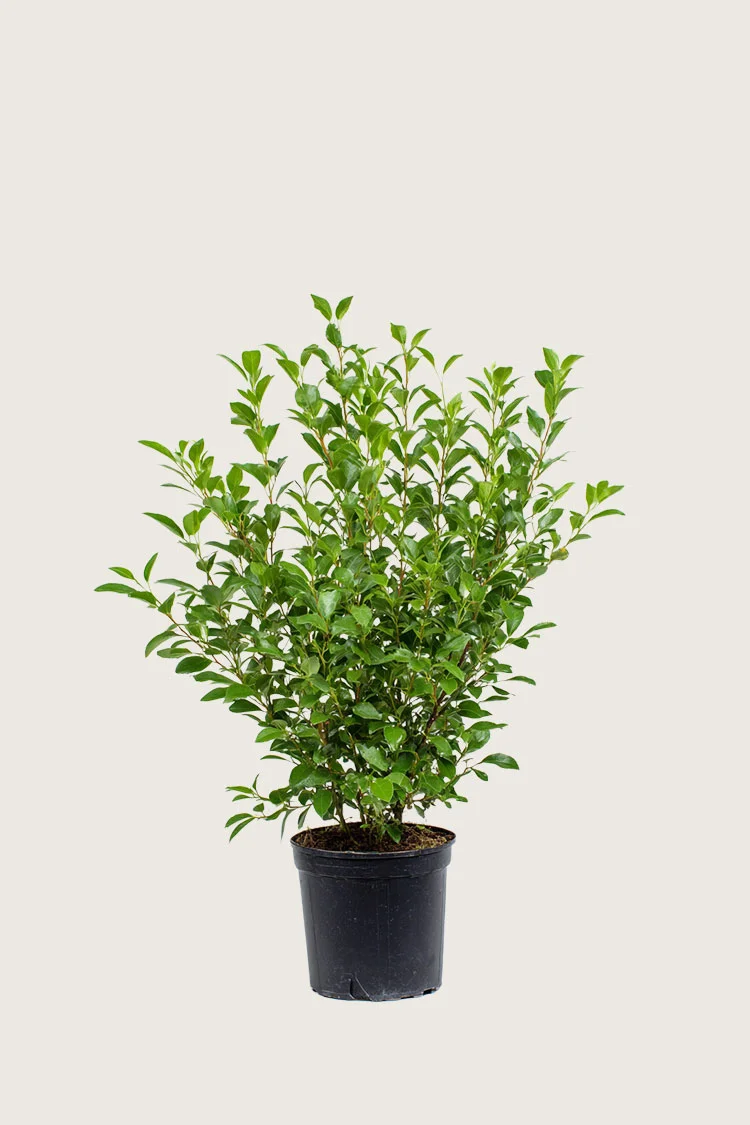 Likusteri Liga 100cm Tuuhea | Plantinavia