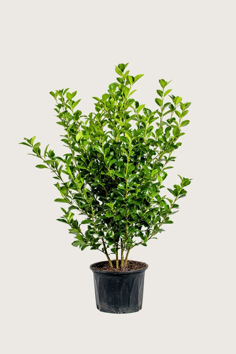 Likusteri Liga 125cm Tuuhea | Plantinavia