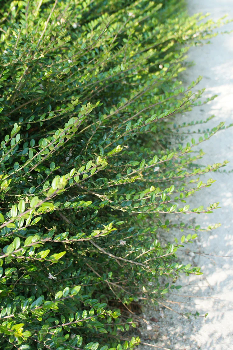 Myrttikuusama