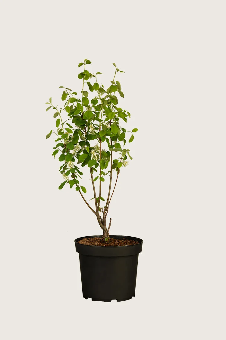 Marjatuomipihlaja 125cm Hyvin tuuhea | Plantinavia