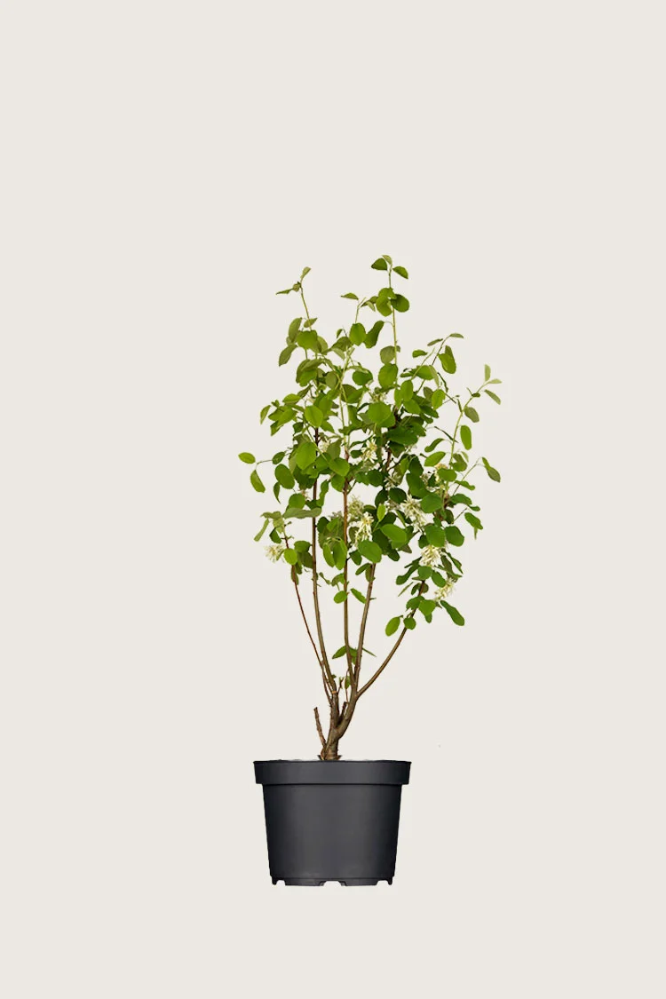 Marjatuomipihlaja 60cm Hyvin tuuhea | Plantinavia