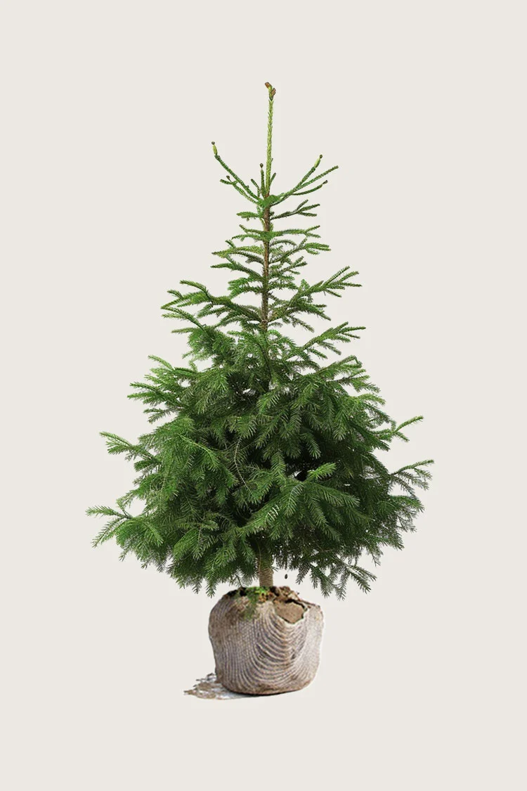 Metsäkuusi 125cm Hyvin tuuhea | Plantinavia