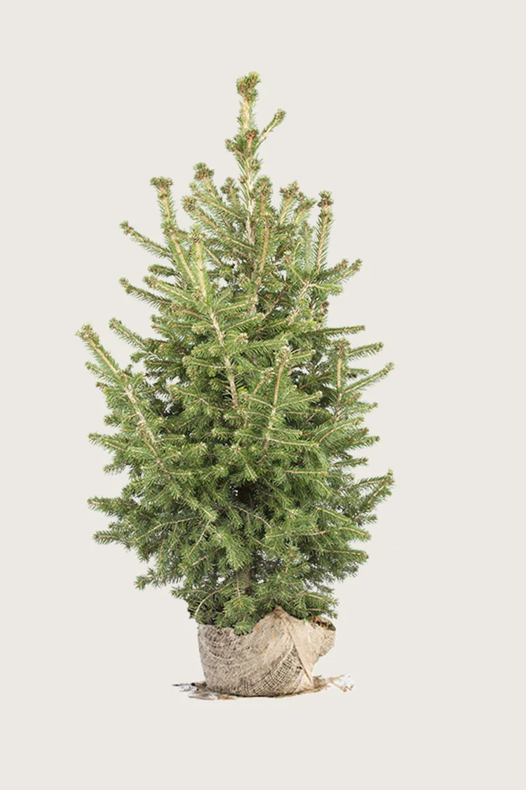 Metsäkuusi 250cm Hyvin tuuhea | Plantinavia