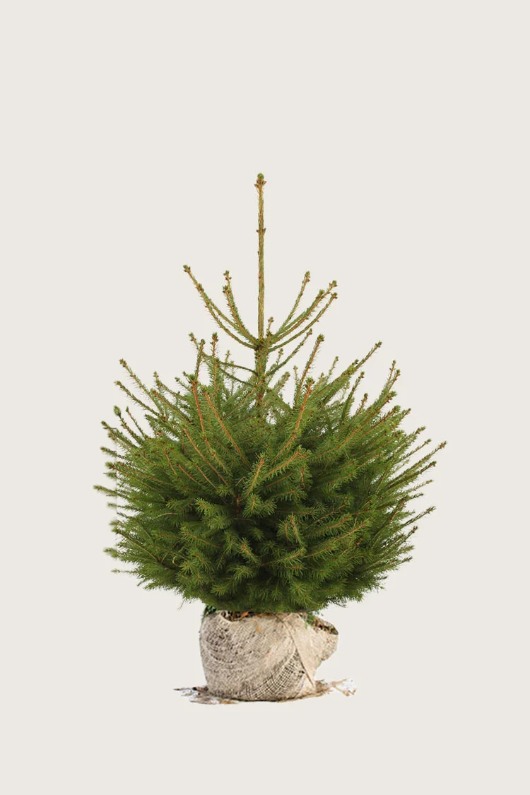 Metsäkuusi 80cm Hyvin tuuhea | Plantinavia
