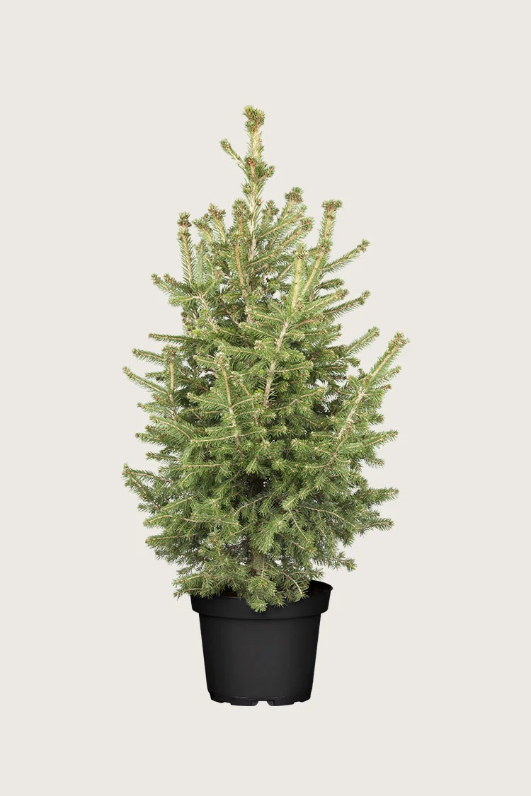 Metsäkuusi 150cm Hyvin tuuhea | Plantinavia