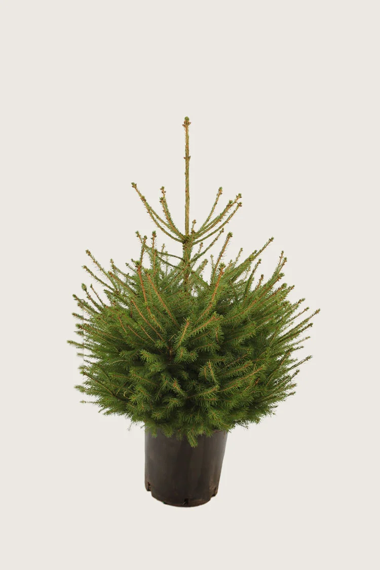 Metsäkuusi 80cm Hyvin tuuhea | Plantinavia