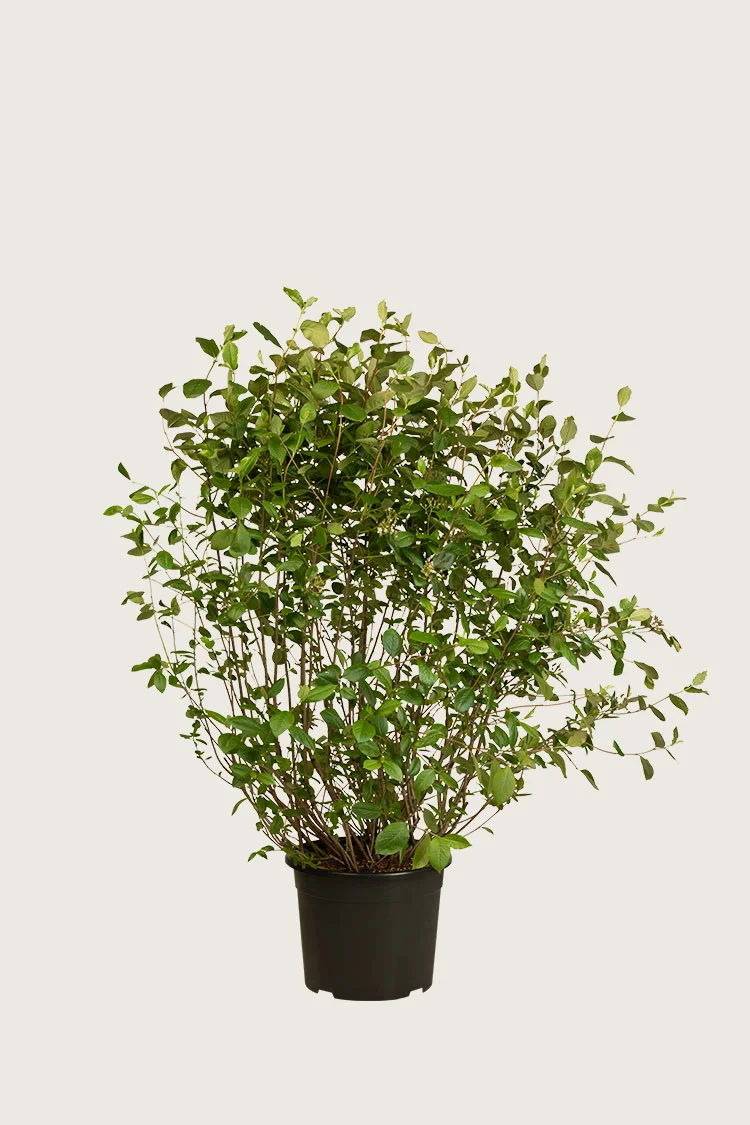 Musta-aronia 60cm Hyvin tuuhea | Plantinavia