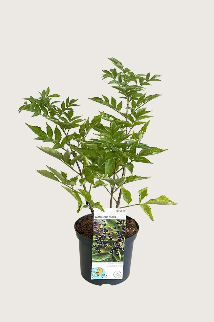 Mustaselja 175cm Hyvin tuuhea | Plantinavia