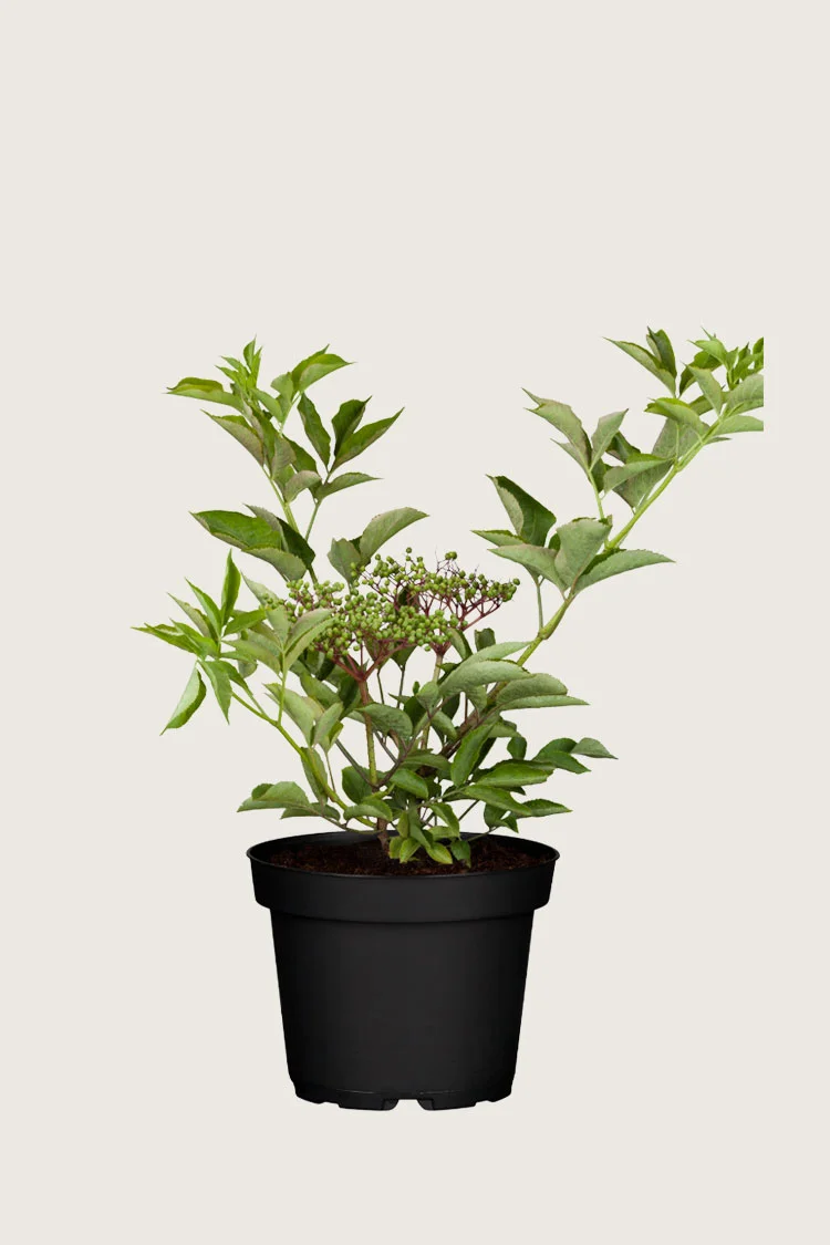 Mustaselja 80cm Hyvin tuuhea | Plantinavia