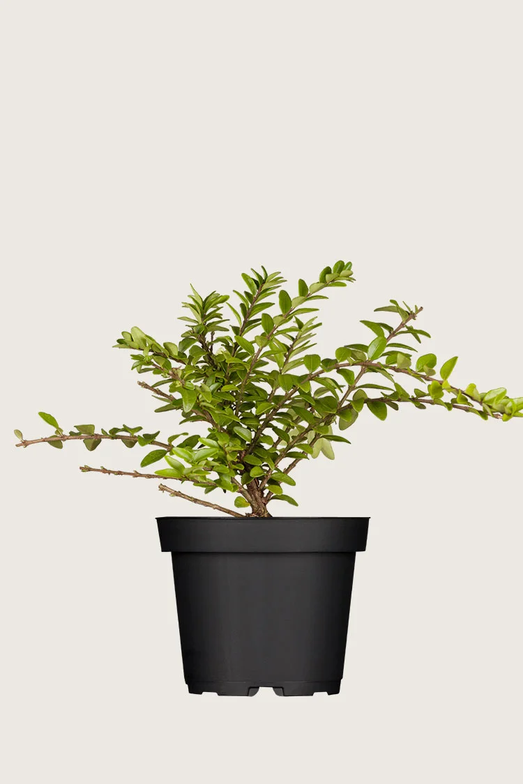 Myrttikuusama 30cm Hyvin tuuhea | Plantinavia