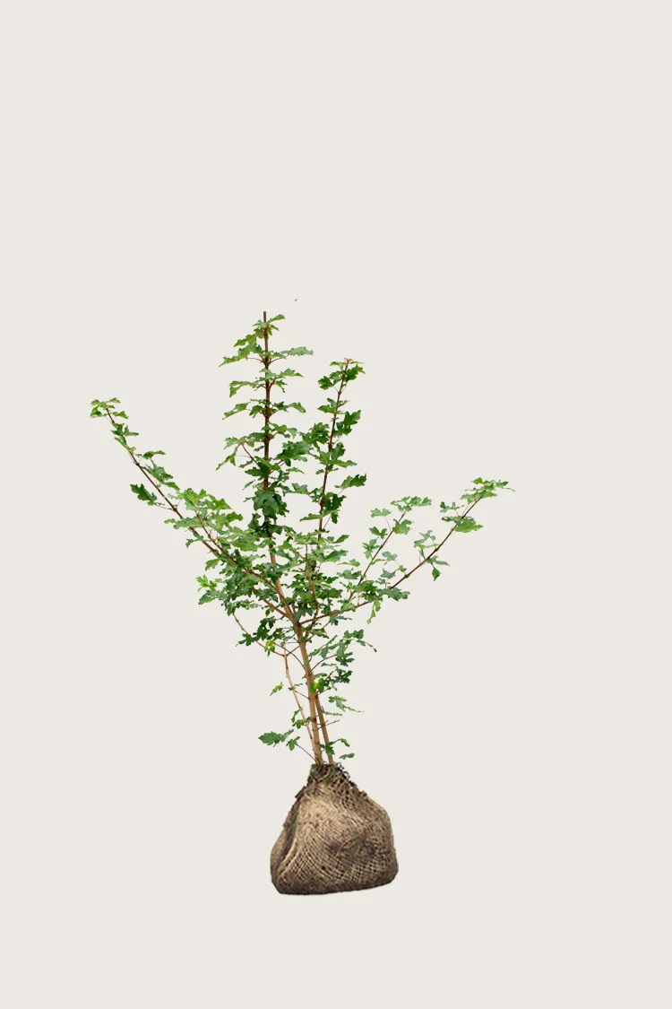Niverävaahtera 100cm Hyvin tuuhea | Plantinavia