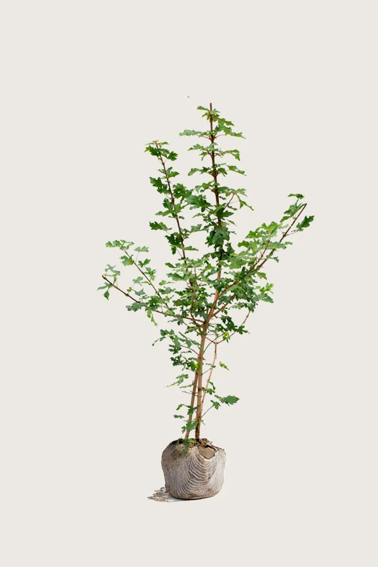 Niverävaahtera 125cm Hyvin tuuhea | Plantinavia