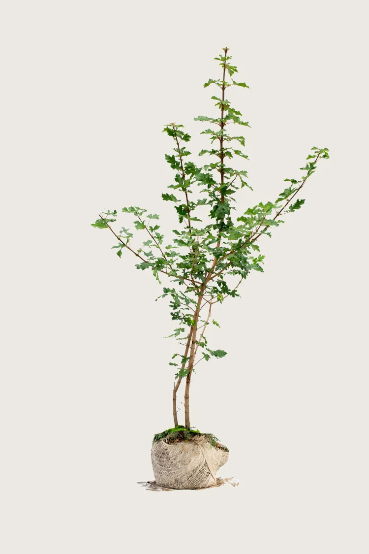Niverävaahtera 350cm Hyvin tuuhea | Plantinavia