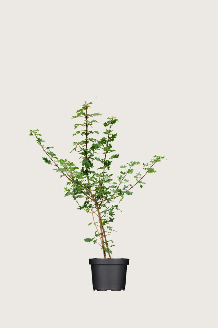 Niverävaahtera 100cm Hyvin tuuhea | Plantinavia