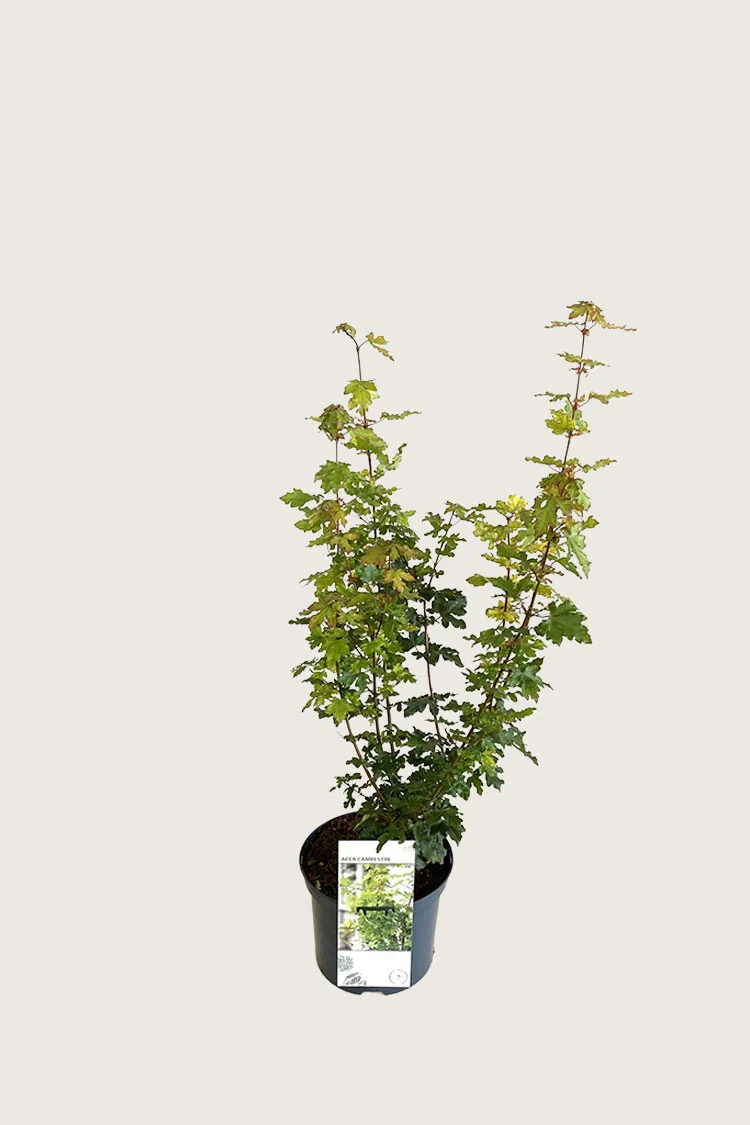Niverävaahtera 100cm Tuuhea | Plantinavia