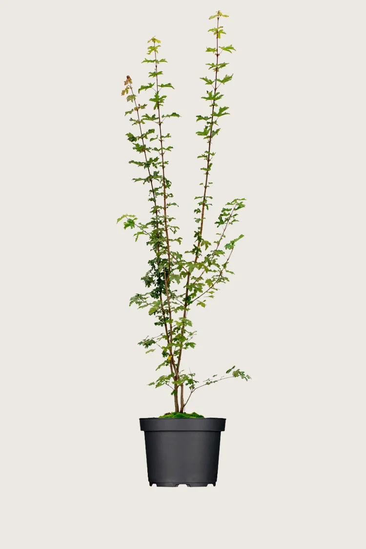 Niverävaahtera 300cm Tuuhea | Plantinavia