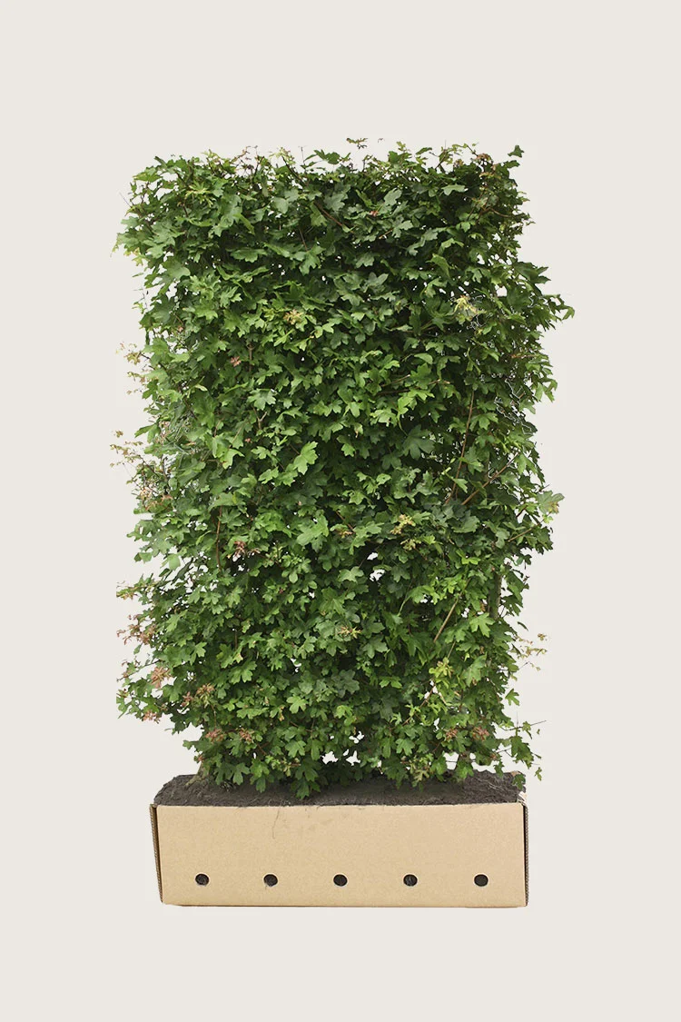 Niverävaahtera 120cm Hyvin tuuhea | Plantinavia
