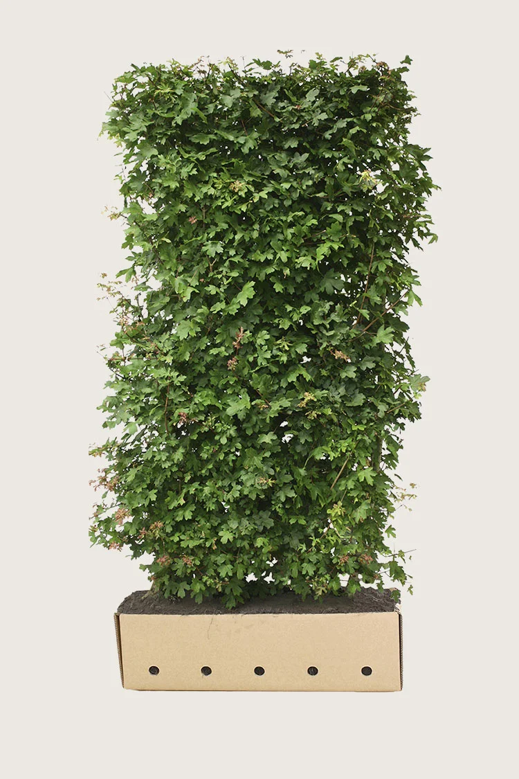 Niverävaahtera 200cm Hyvin tuuhea | Plantinavia
