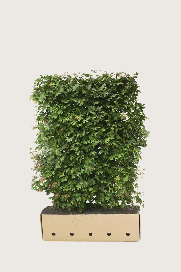 Niverävaahtera 80cm Hyvin tuuhea | Plantinavia