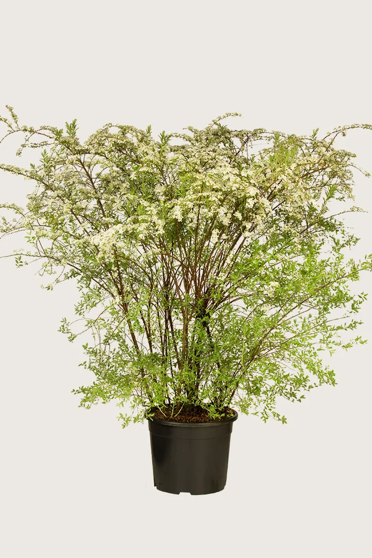 Norjanangervo 125cm Hyvin tuuhea | Plantinavia