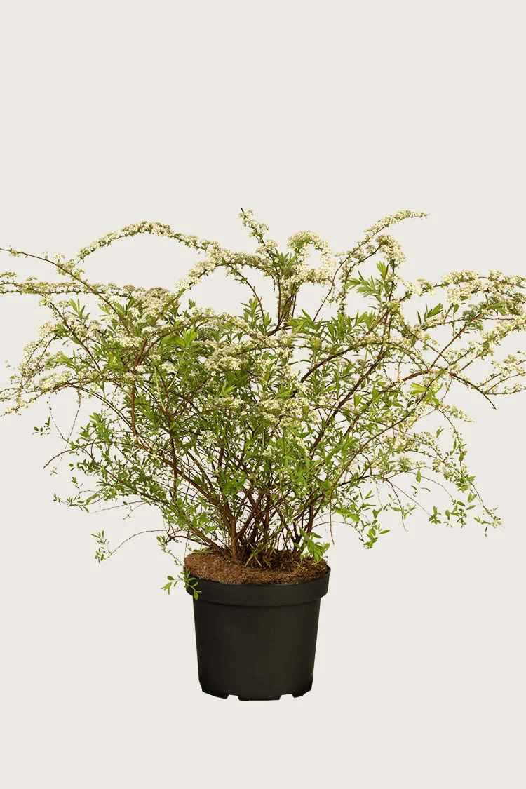 Norjanangervo 80cm Hyvin tuuhea | Plantinavia