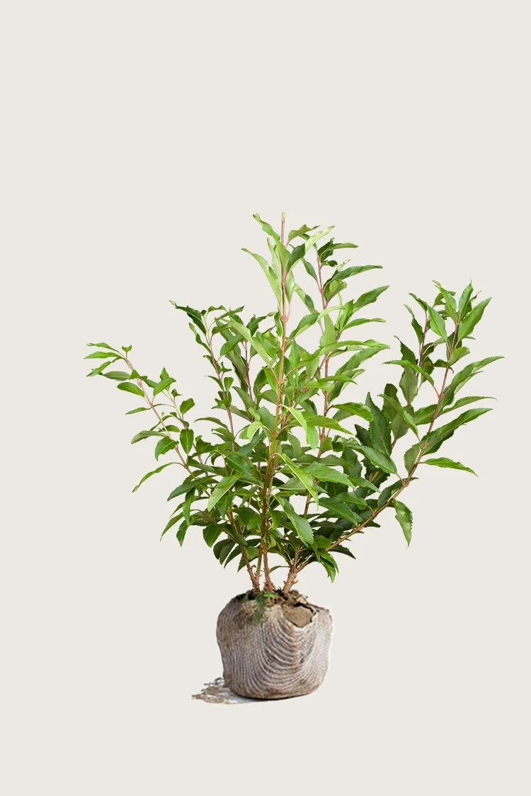 Onnenpensas 100cm Hyvin tuuhea | Plantinavia