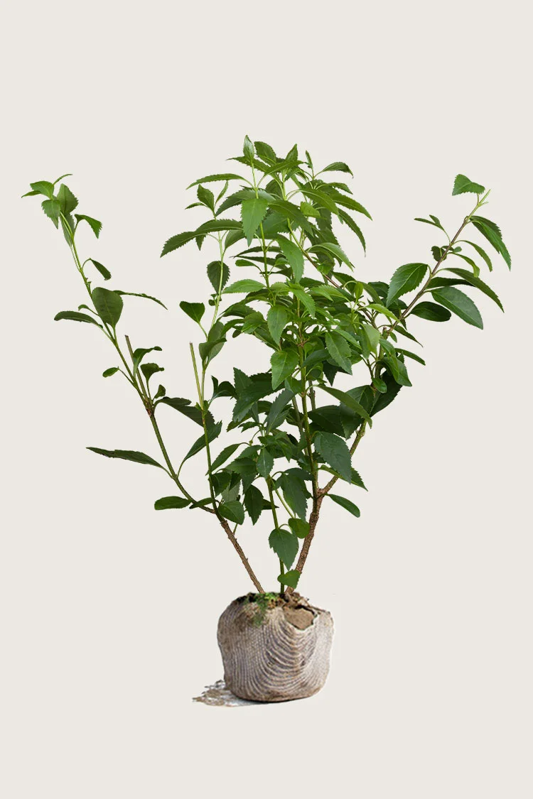Onnenpensas 125cm Hyvin tuuhea | Plantinavia