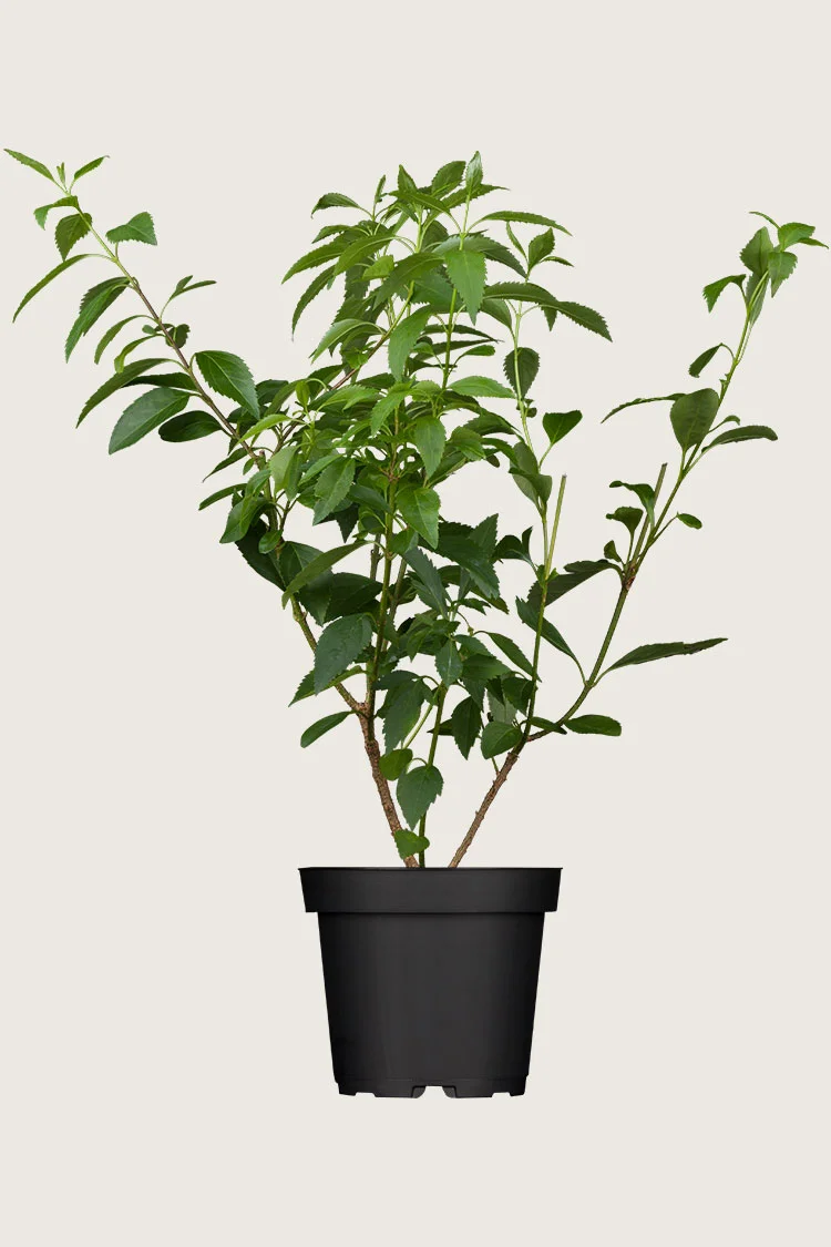 Onnenpensas 150cm Hyvin tuuhea | Plantinavia