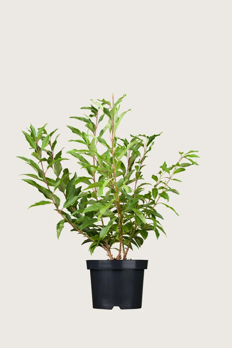 Onnenpensas 60cm Hyvin tuuhea | Plantinavia