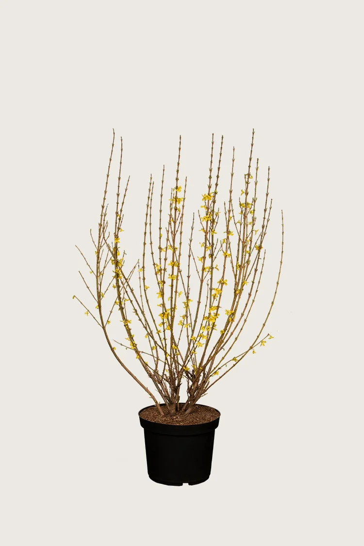 Onnenpensas 80cm Tuuhea | Plantinavia