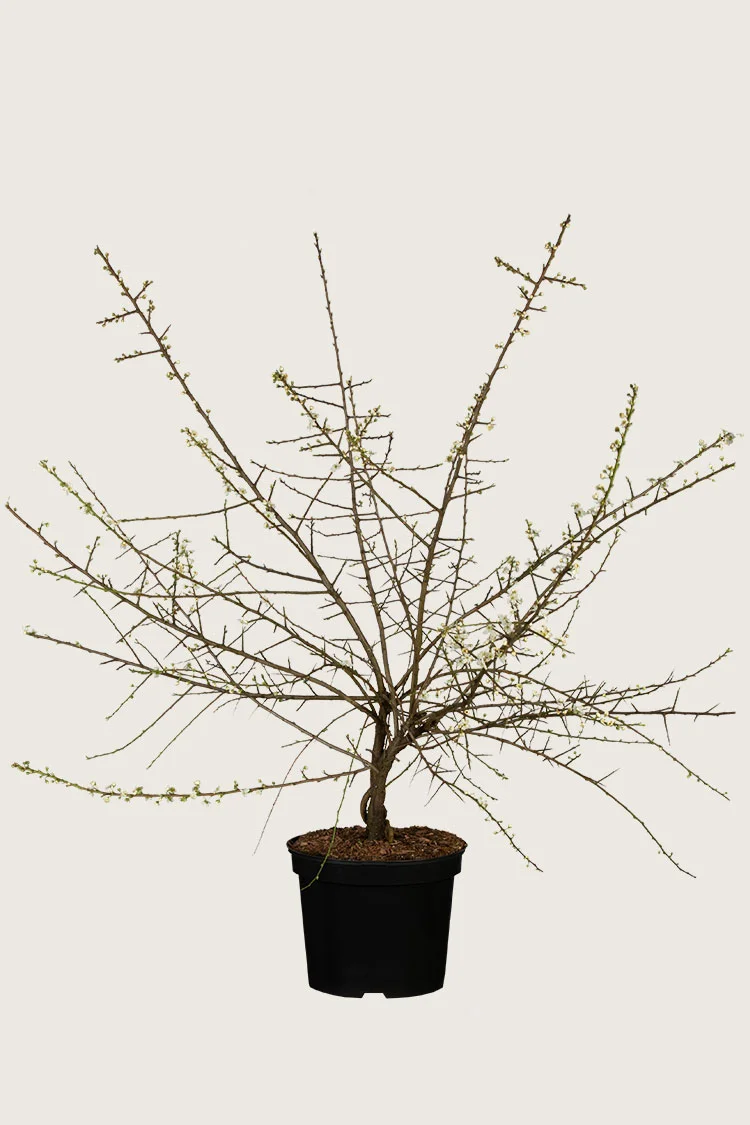 Oratuomi 125cm Hyvin tuuhea | Plantinavia