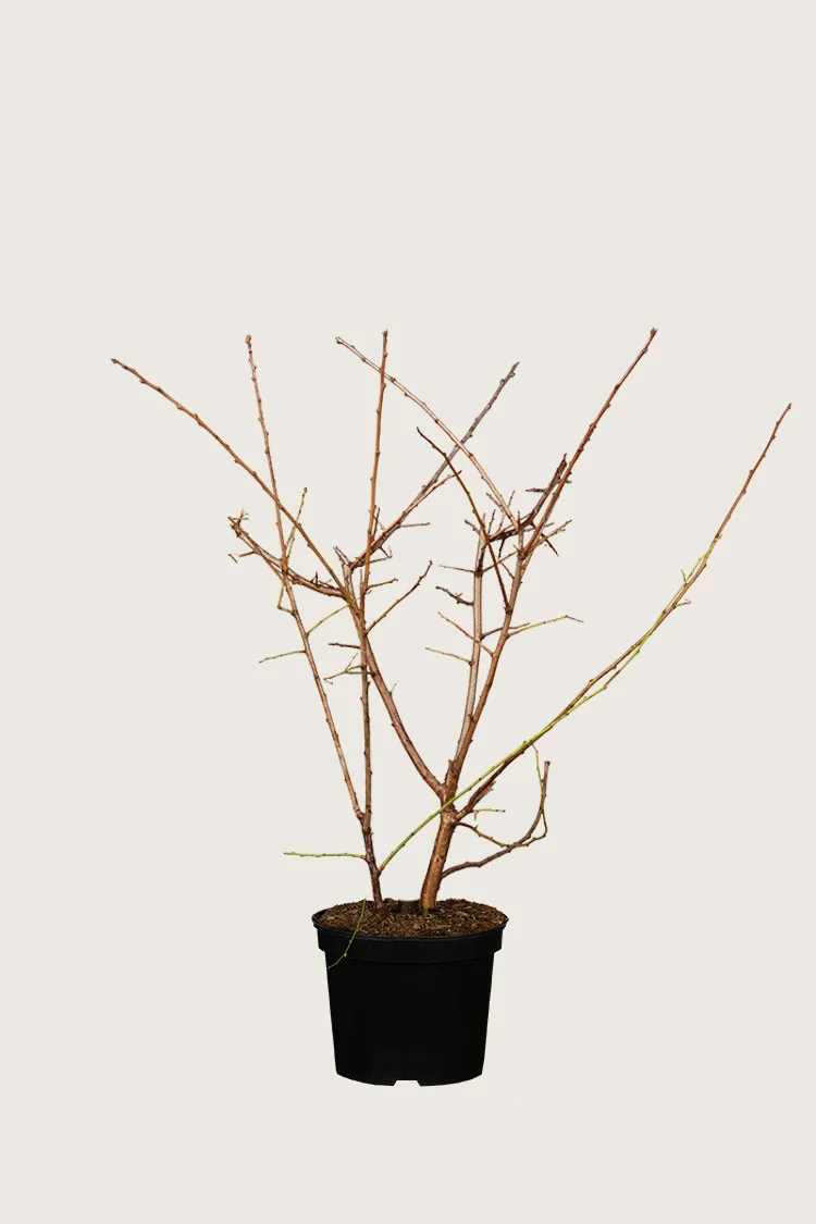 Oratuomi 60cm Tuuhea | Plantinavia