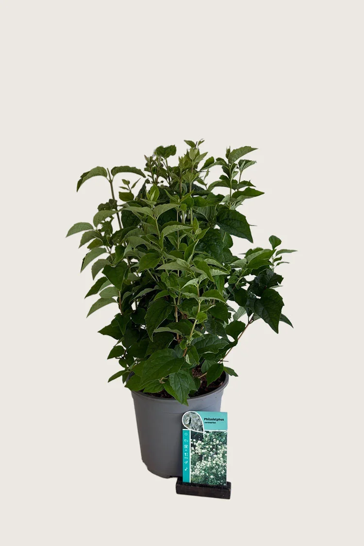 Pihajasmike 60cm Hyvin tuuhea | Plantinavia