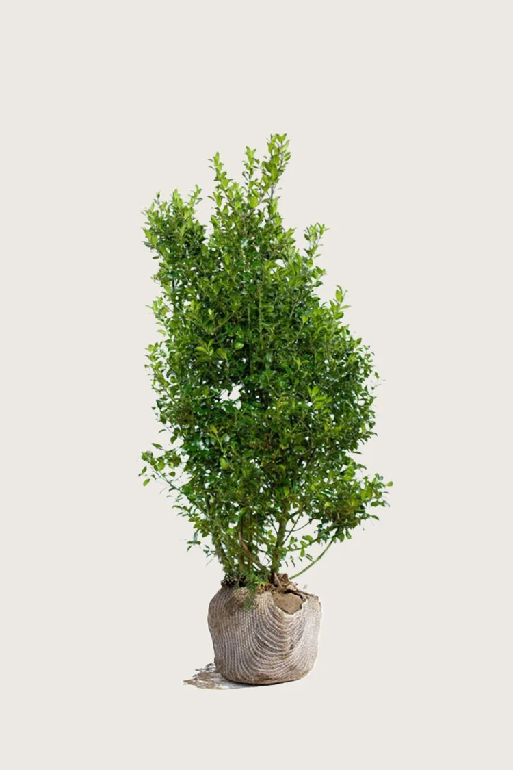 Pihaorjanlaakeri Blue Maid 150cm Hyvin tuuhea | Plantinavia