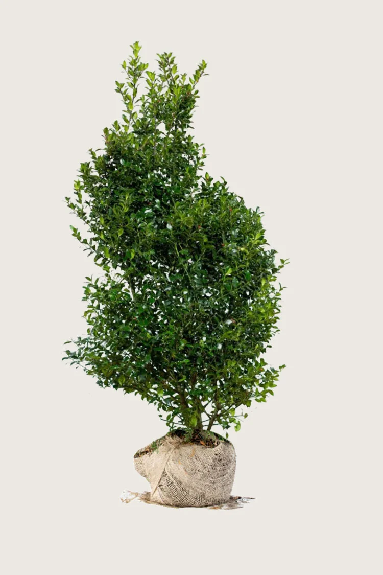 Pihaorjanlaakeri Blue Maid 350cm Hyvin tuuhea | Plantinavia