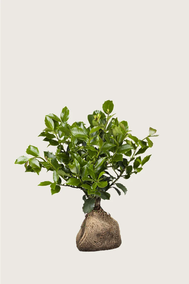 Pihaorjanlaakeri Blue Maid 40cm Hyvin tuuhea | Plantinavia