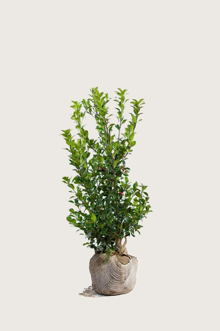 Pihaorjanlaakeri Blue Maid 150cm Tuuhea | Plantinavia