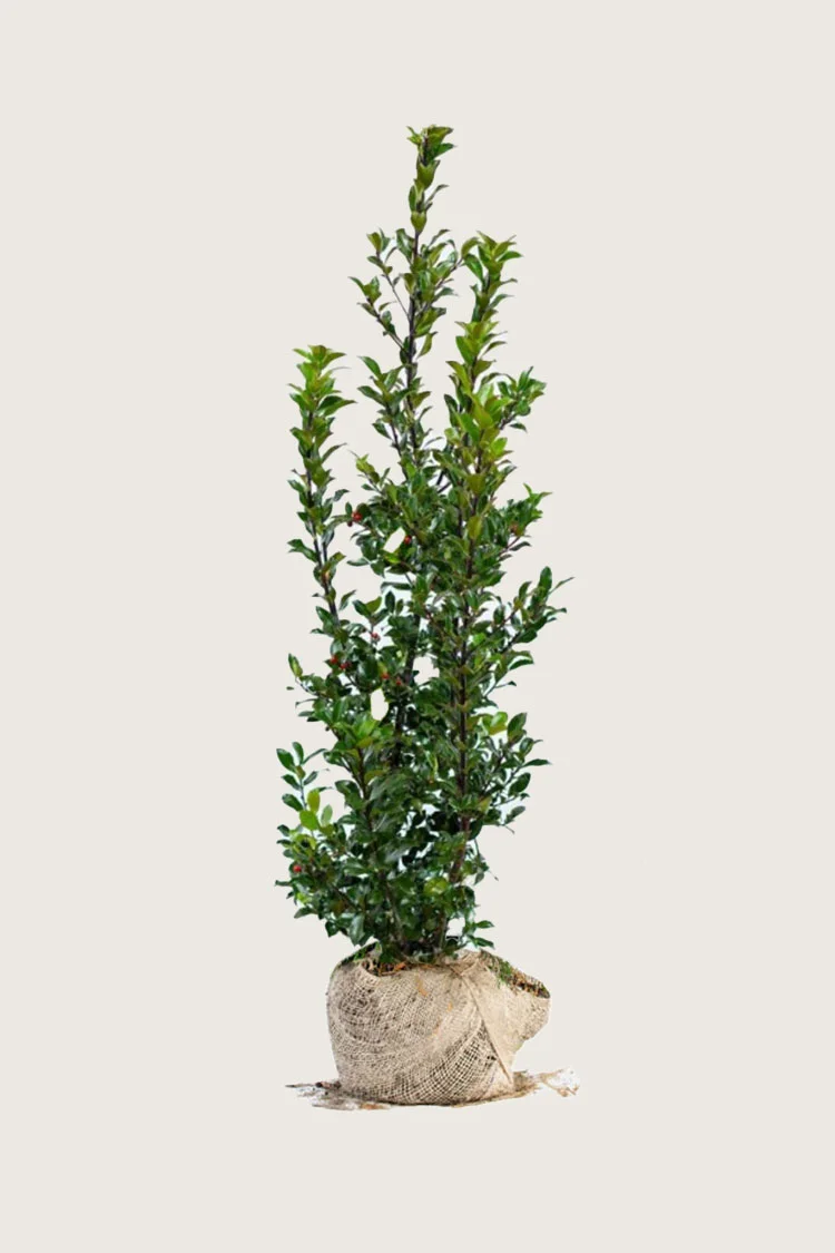 Pihaorjanlaakeri Blue Maid 250cm Tuuhea | Plantinavia