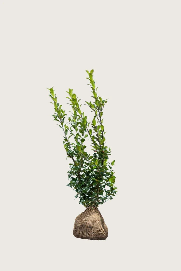 Pihaorjanlaakeri Blue Maid 40cm Tuuhea | Plantinavia