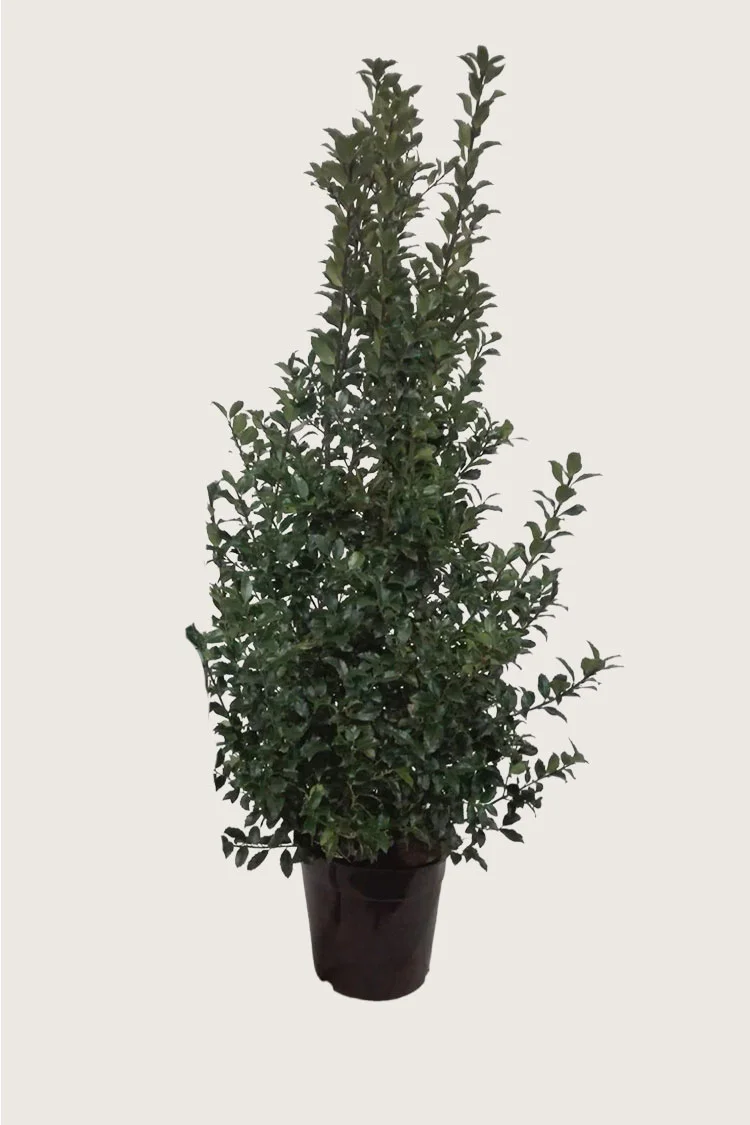 Pihaorjanlaakeri Blue Maid 225cm Hyvin tuuhea | Plantinavia