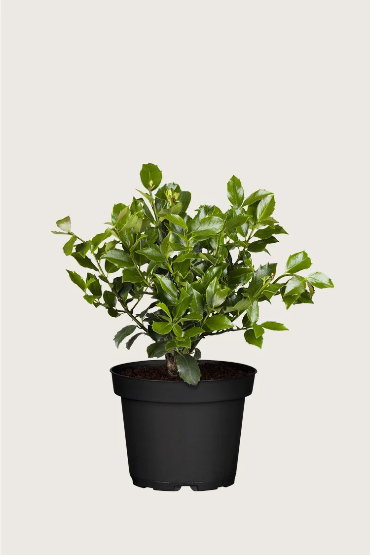 Pihaorjanlaakeri Blue Maid 60cm Hyvin tuuhea | Plantinavia
