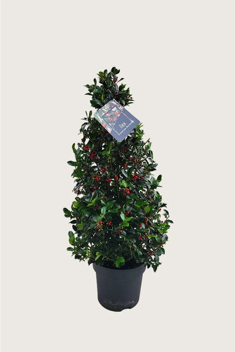 Pihaorjanlaakeri Blue Maid 100cm Tuuhea | Plantinavia