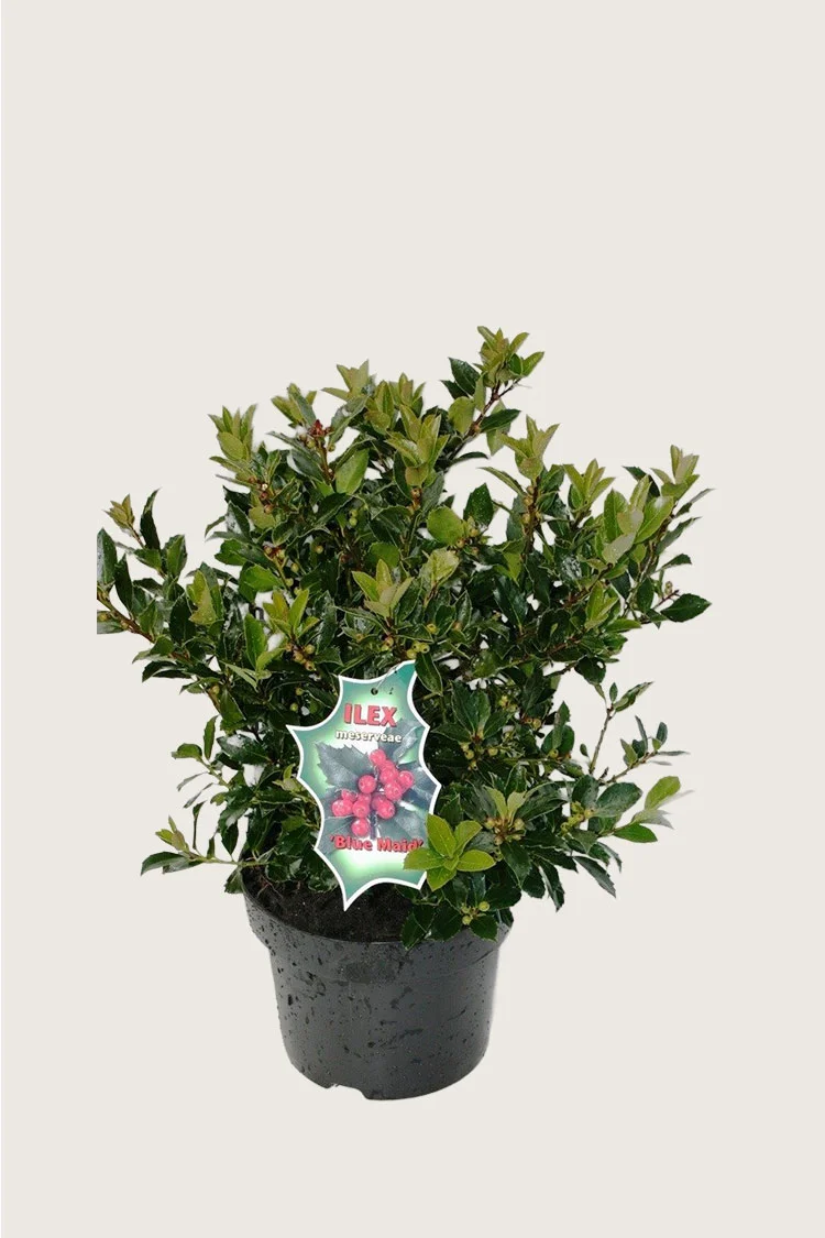 Pihaorjanlaakeri Blue Maid 80cm Tuuhea | Plantinavia